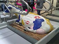Holstein Friesian lying