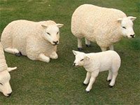Lamb Texel lying