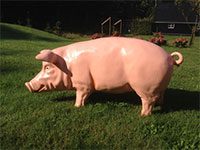 Pig (height 60 cm)